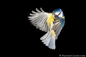 blue_tit_flying-High-speed-photography